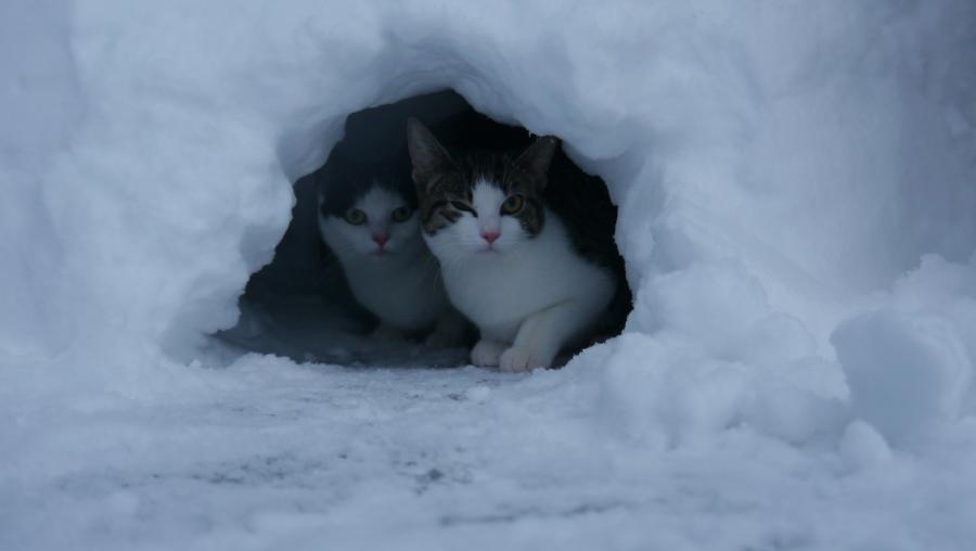 Cats