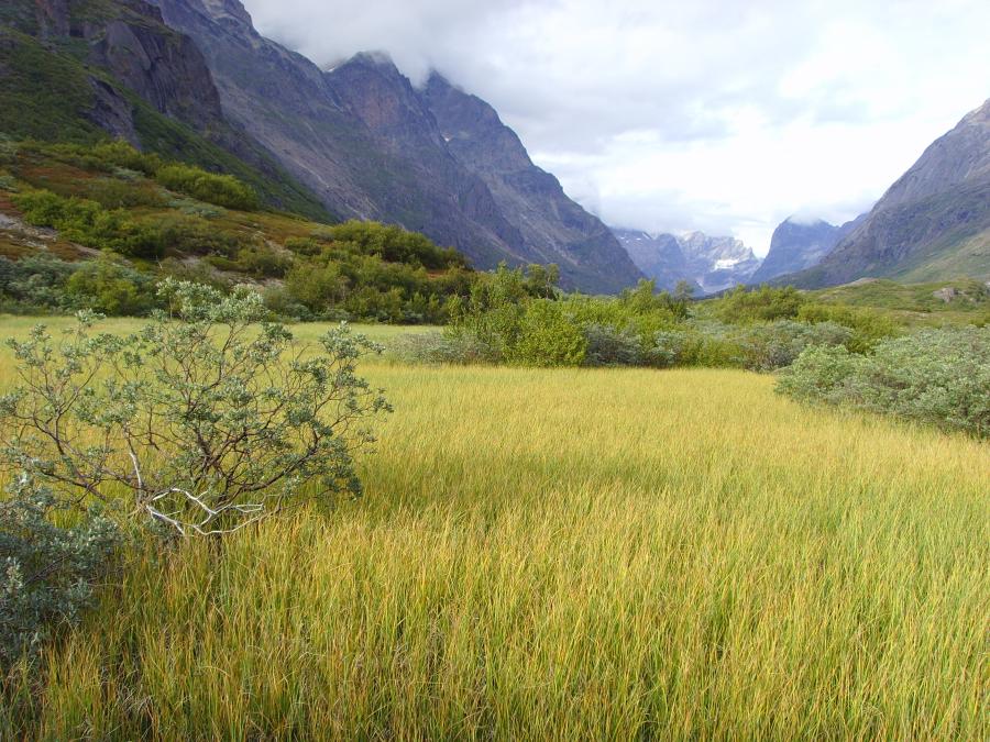 Green land, summer in South Greenland