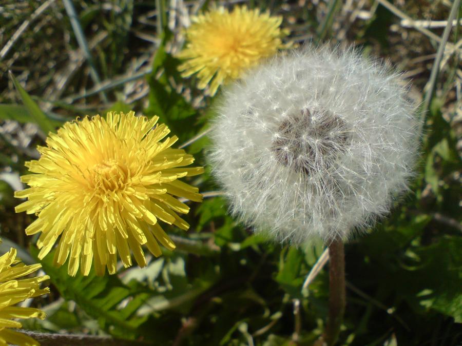 Dandelion, Nanortalik 19 June 2008