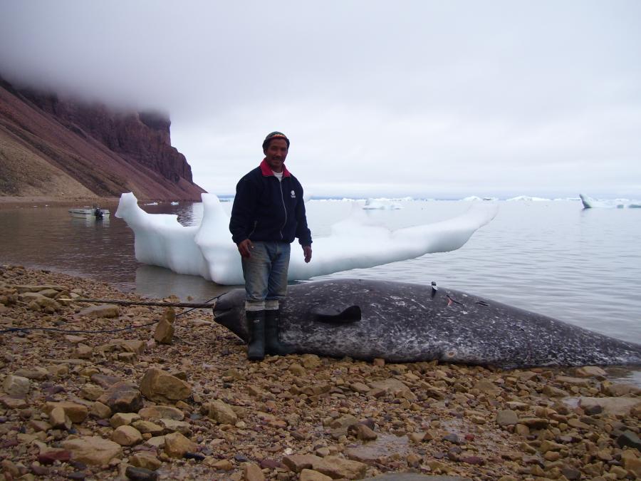 Narwhale hunter in Avanersuaq