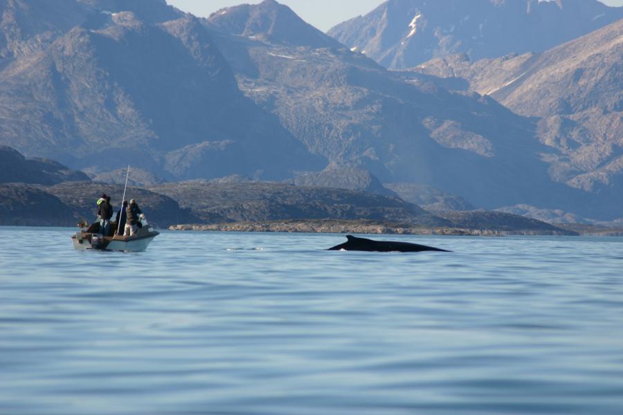 Humback near Maniitsoq