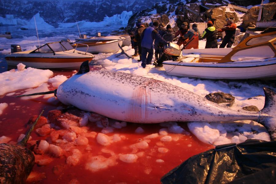 Beluga whales