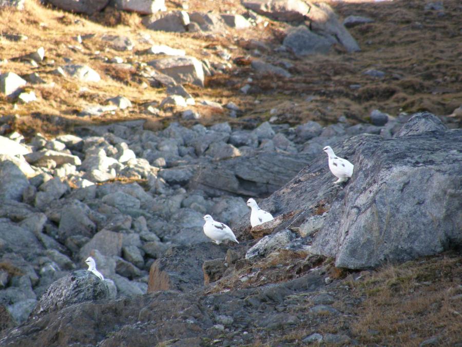 Ptarmigans, 14 October 2007