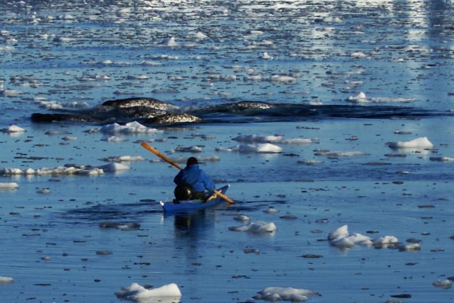 Traditional Narwhale Hunter