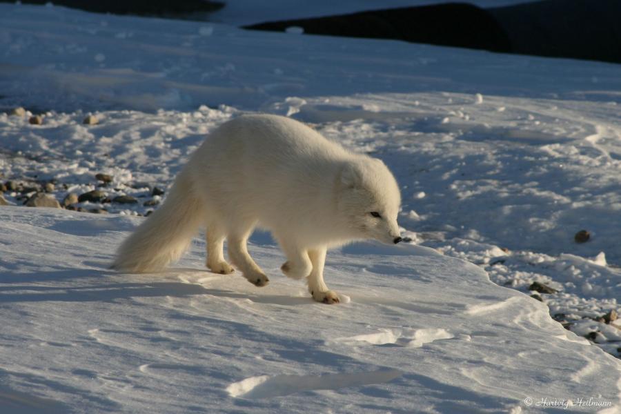 Terianniaq