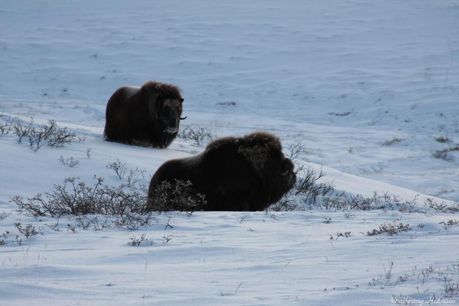 Muskoxs in the snow, 30 November 2009