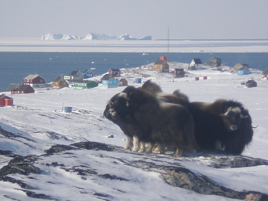 Umimmaat qanilliartortut. Ilimanaq, apriilip 7-at 2009
