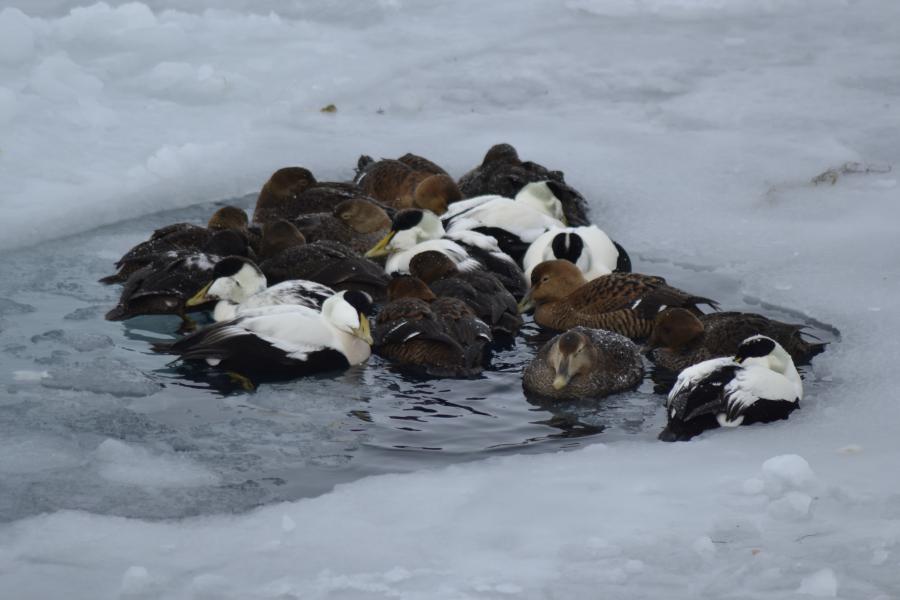 Eiders in a small sea