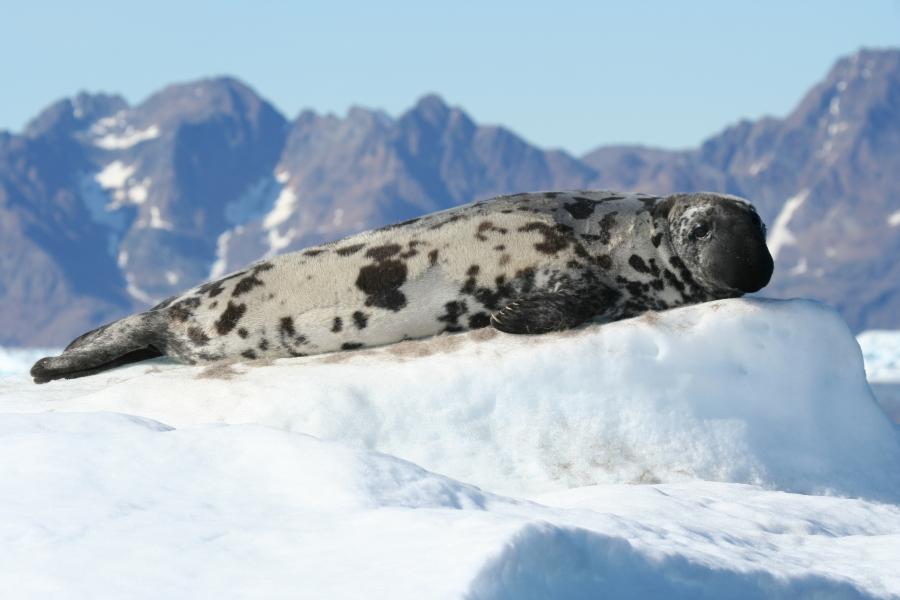 Natsersuaq uuttoq