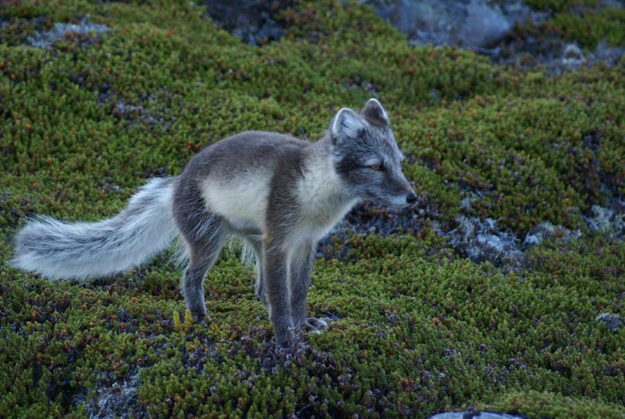 Terianniaq piaraq Paamiut avannaatungaani.