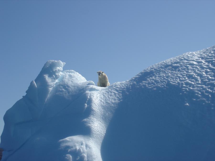 Nanoq - Polar Bear