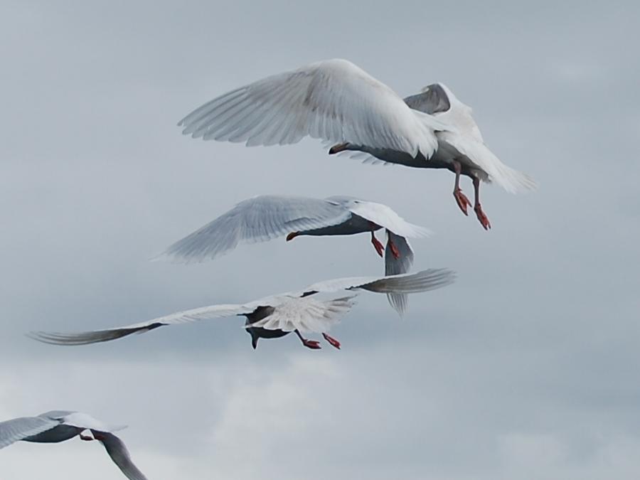 Seagulls