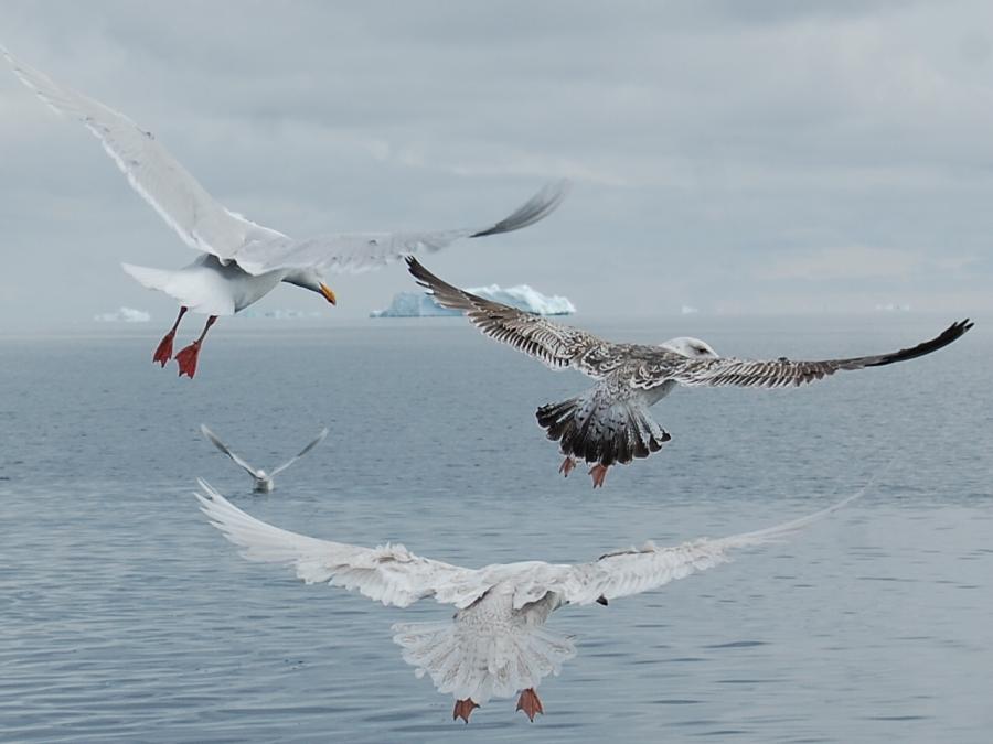 Seagulls in the wind