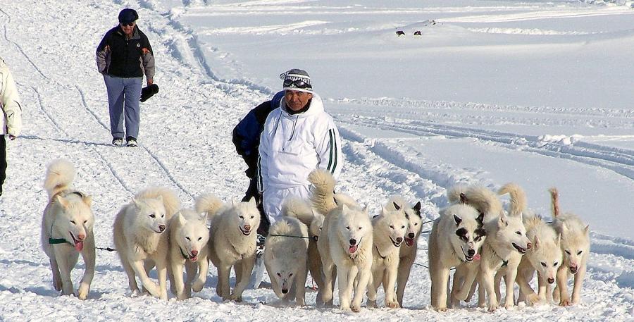 Sledge Dogs