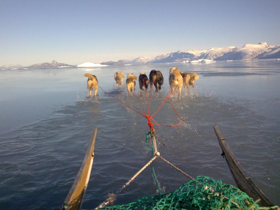 Dogsledging when it starts getting warmer, Uummannaq