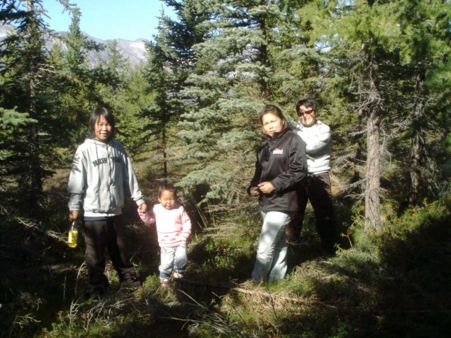 Greenland forest, Kuussuaq, Nanortalik, 15 September 2007