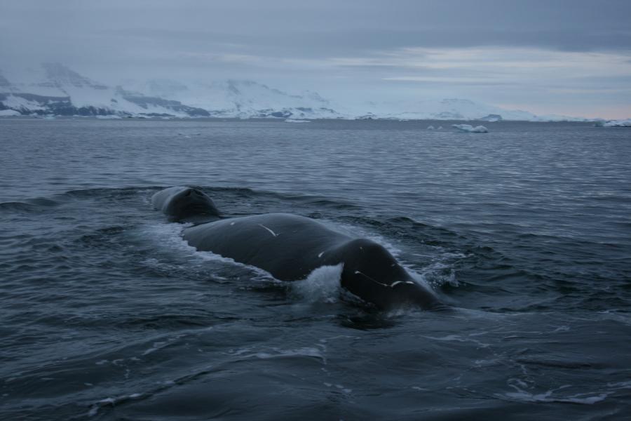 Right whale near Qeqertarsuaq, 2007