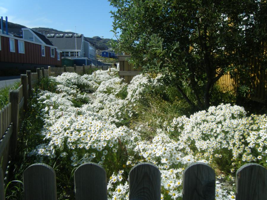 Det er derfor det kaldes Qaqortoq - Det Hvide, juli 2009