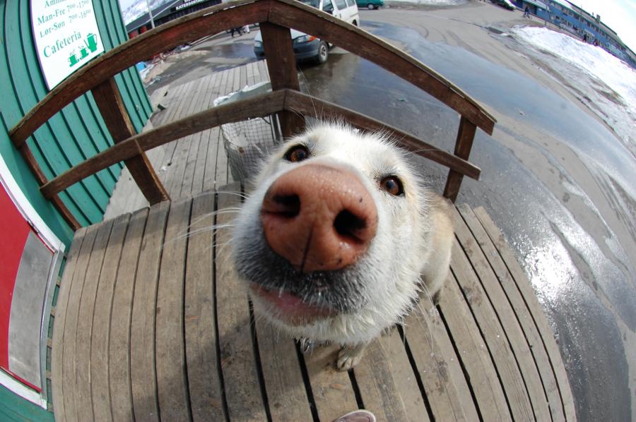 Hund