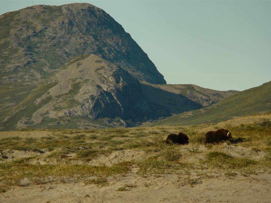 Muskoxs, 28 July 2009