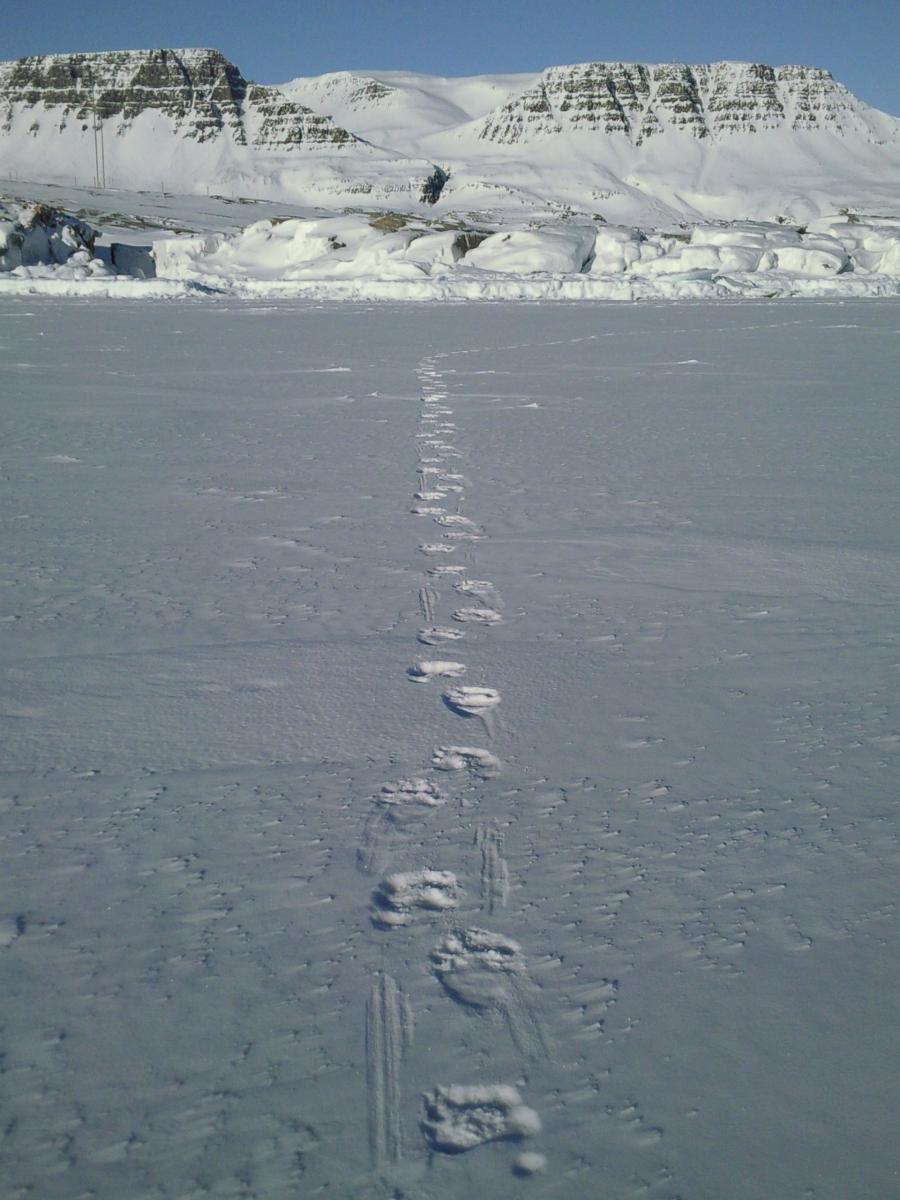 Trail of polar bear