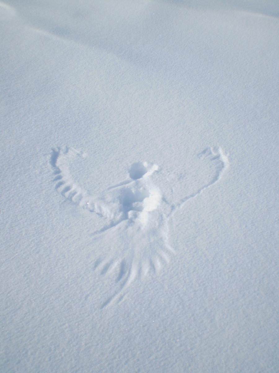 The bird has created its track