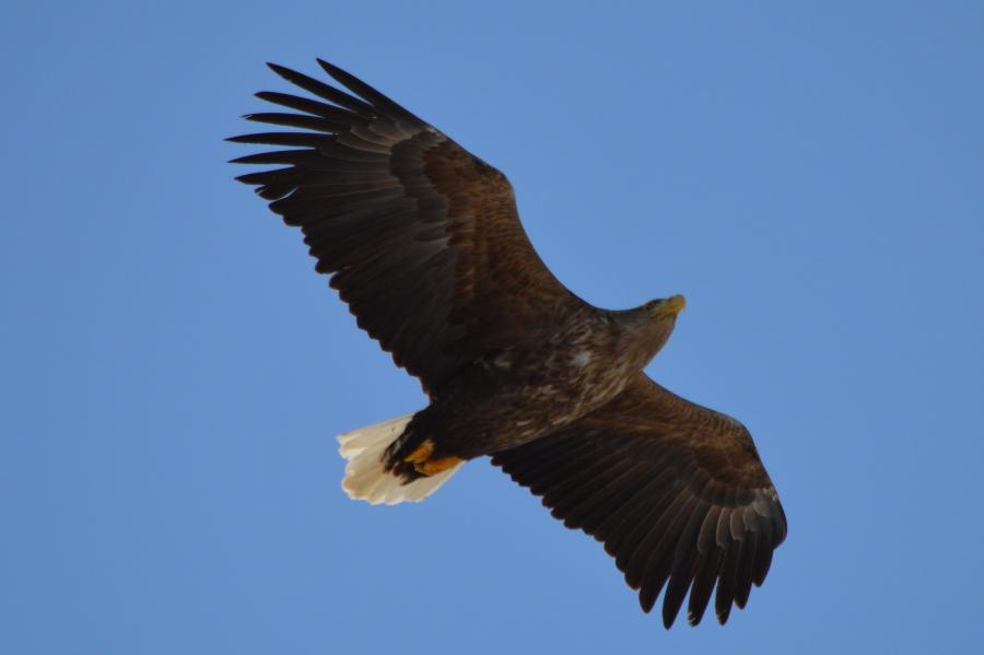 Eagle