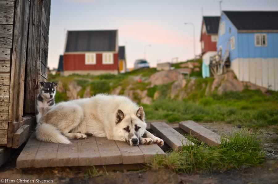 Greenland dog