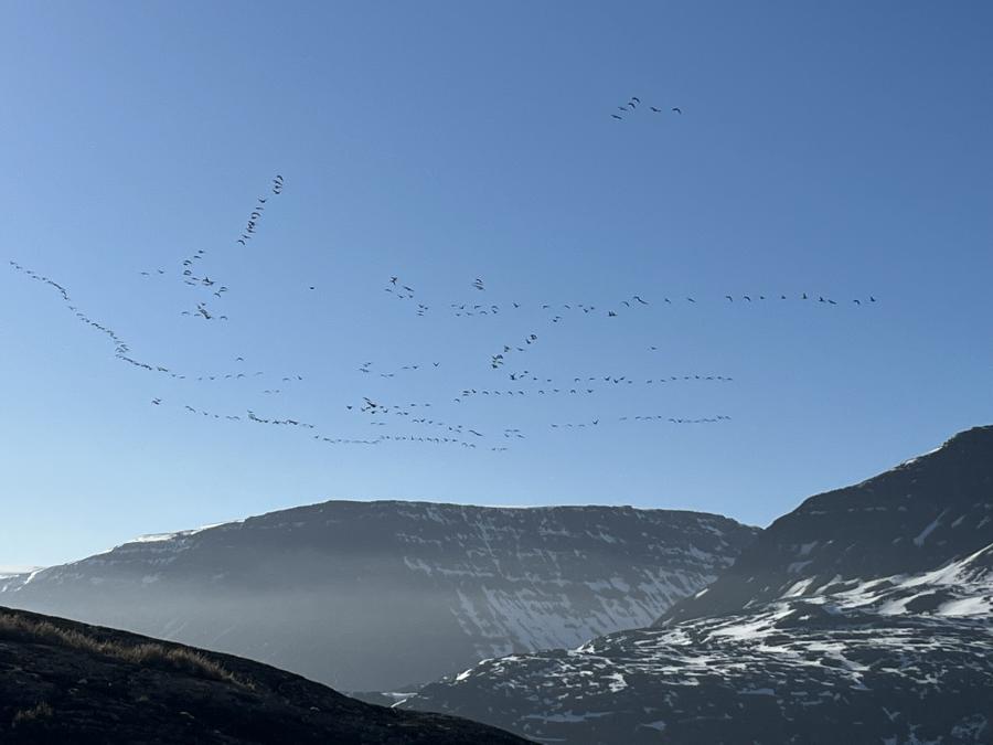Nerlerpaalussuit. Qeqertarsuaq, maajip 29-at 2022