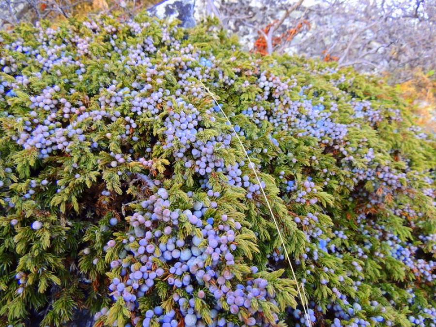 Kakillarnat