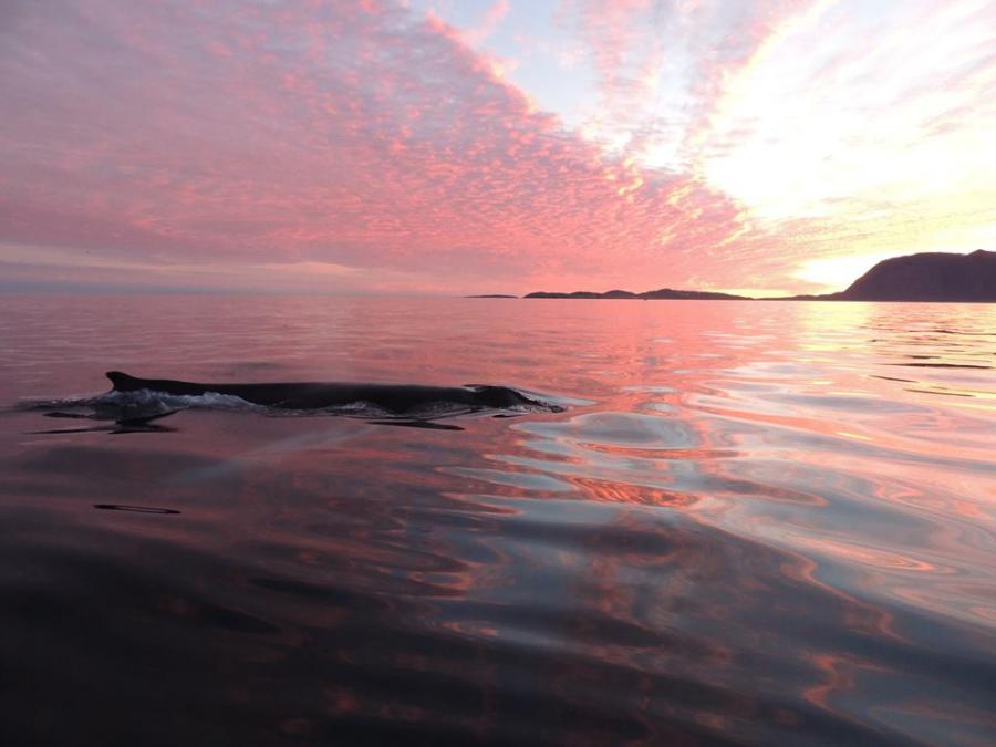 Hval - Midnatssolen i Sisimiut