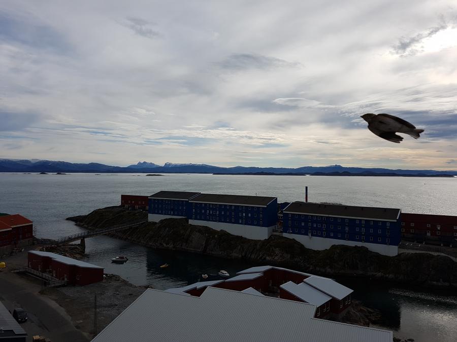 ´Timmiaarannguaq sulugissartaraaq naleritsattaraaq´
