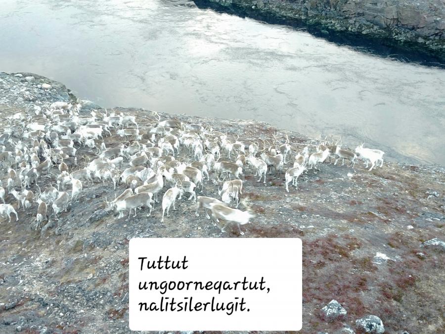 Tuttunik ungoorineq, Tuttutooq 2018