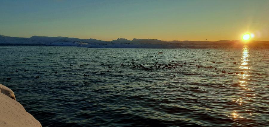 Maniitsoq 26/02-2020