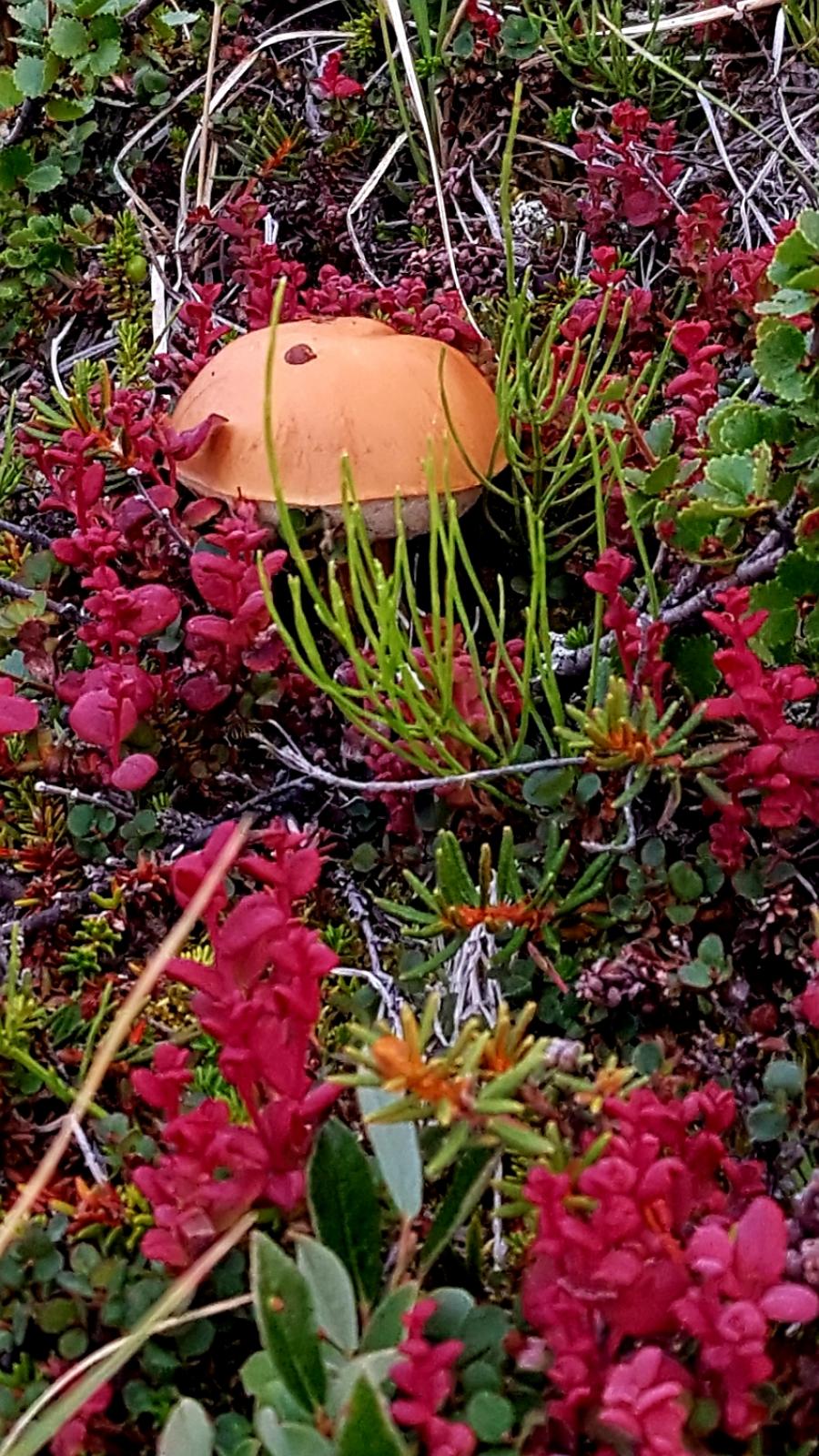 Flotte naturlige farver