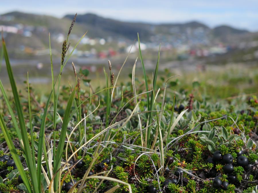 Qaqortoq sapaat 16.august 2020