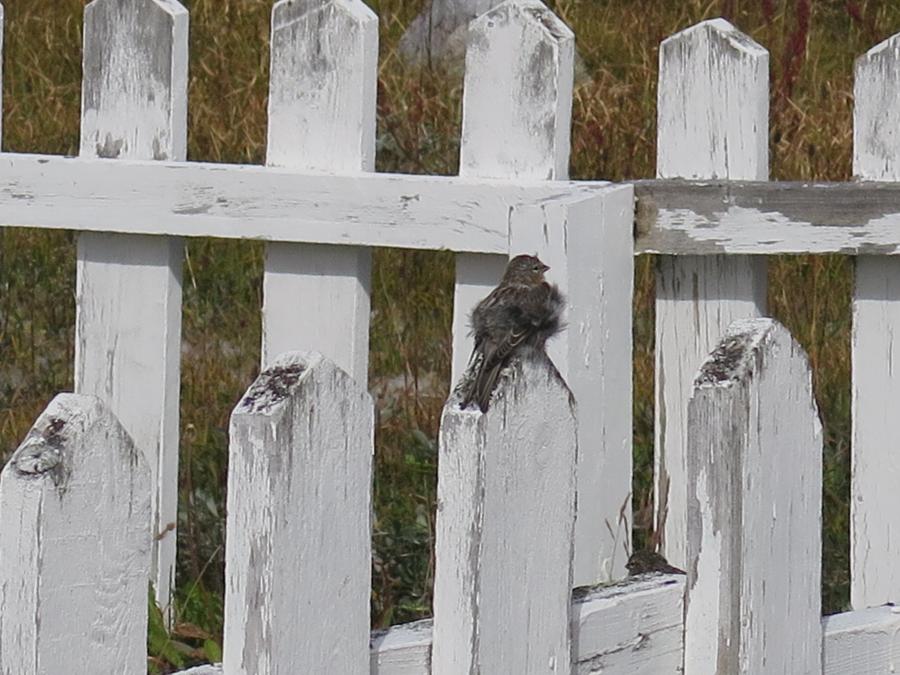 Aappilattumi Piitaq tukak