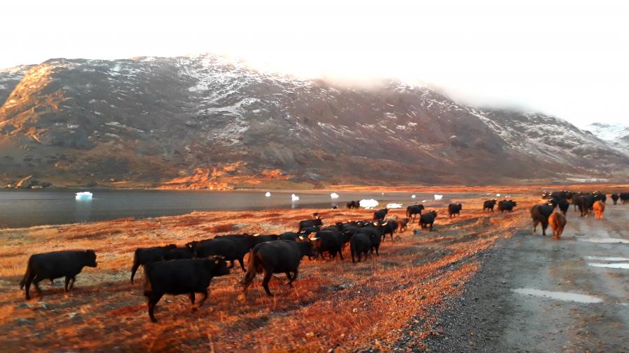 Nunatsinni uumassuseqarneq. Narsaq, oktobarip 21-at 2020