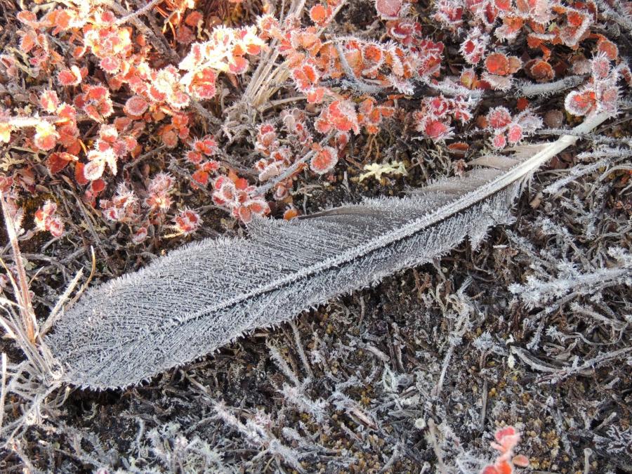 Ravnefjer i rimfrost - Rensdyrjagt Orioq.