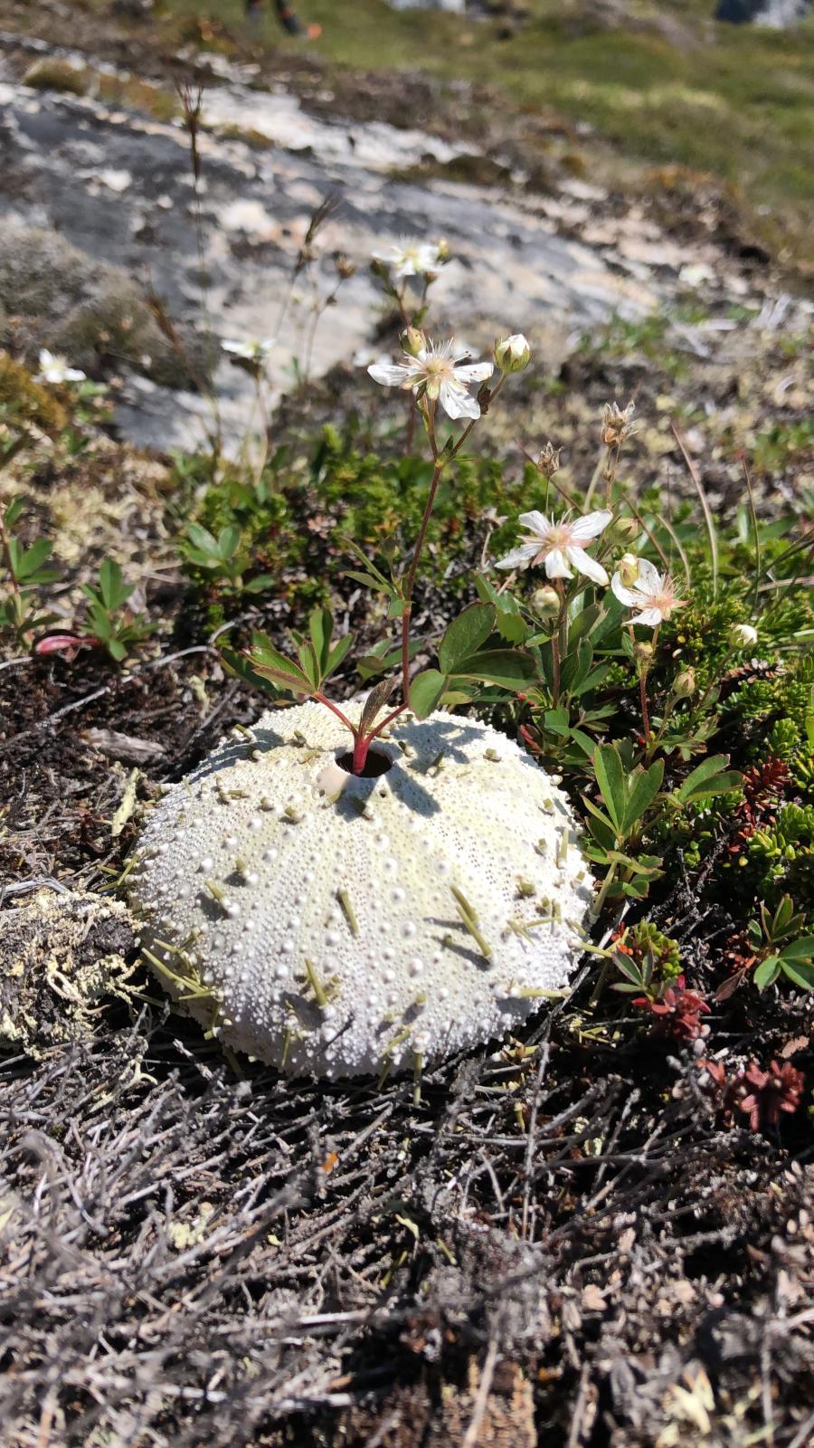Naturlig vase