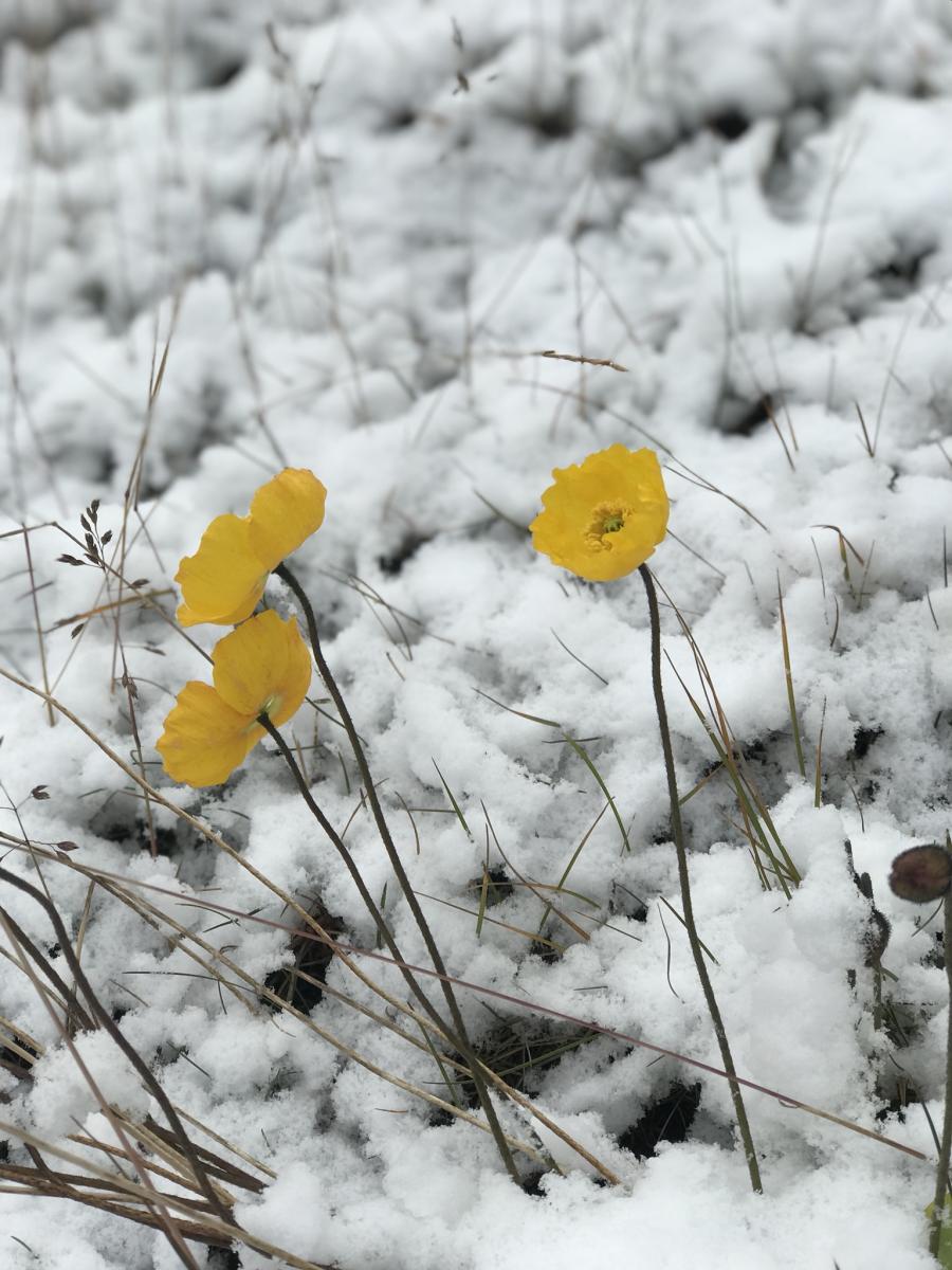 Første sne