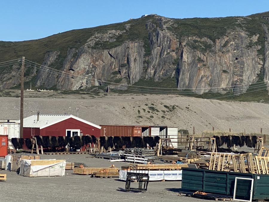 Umimmaat amii. Kangerlussuaq, juunip 22-at 2021