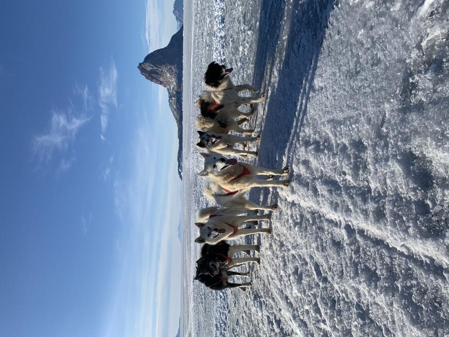 Arnat qimussimik sukkanniuutilernerani assilisaq. Uummannaq, apriili 2020