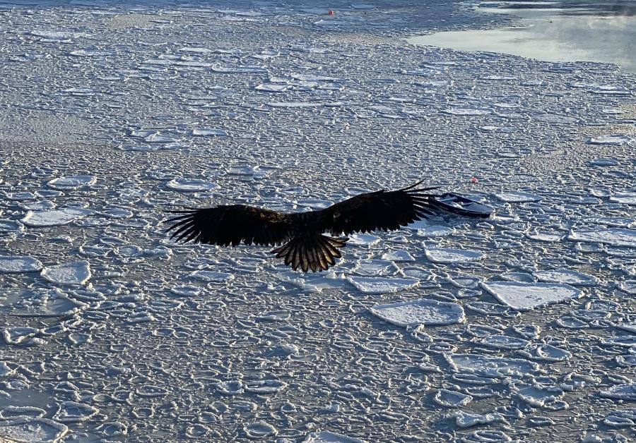 Sea Eagle. Sisimiut, 13 February 2020