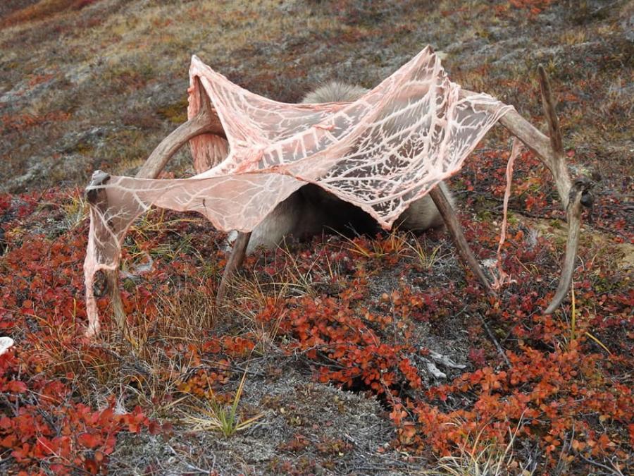 Tallow from the abdominal cavity. Hunting area nearby Sisimiut, September 2019