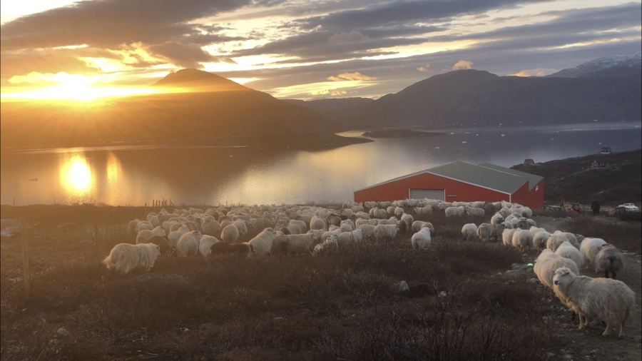Neriunaq Arcticfarm, oktober 2020