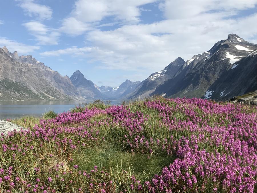 No wonder the vikings named it Greenland. The view from former settlement Nuuk close to Aappilattoq in southern Kalaallit Nunaat (Greenland), August 2019