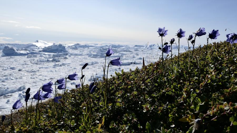 Sommerens farver i Nordgrønland, 22. august 2018