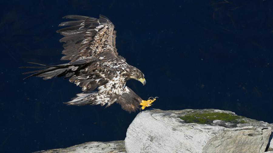 Havørn