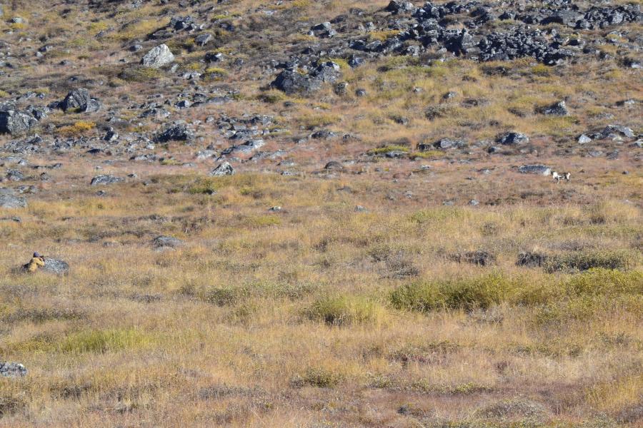 Tuttumik umersarisoq